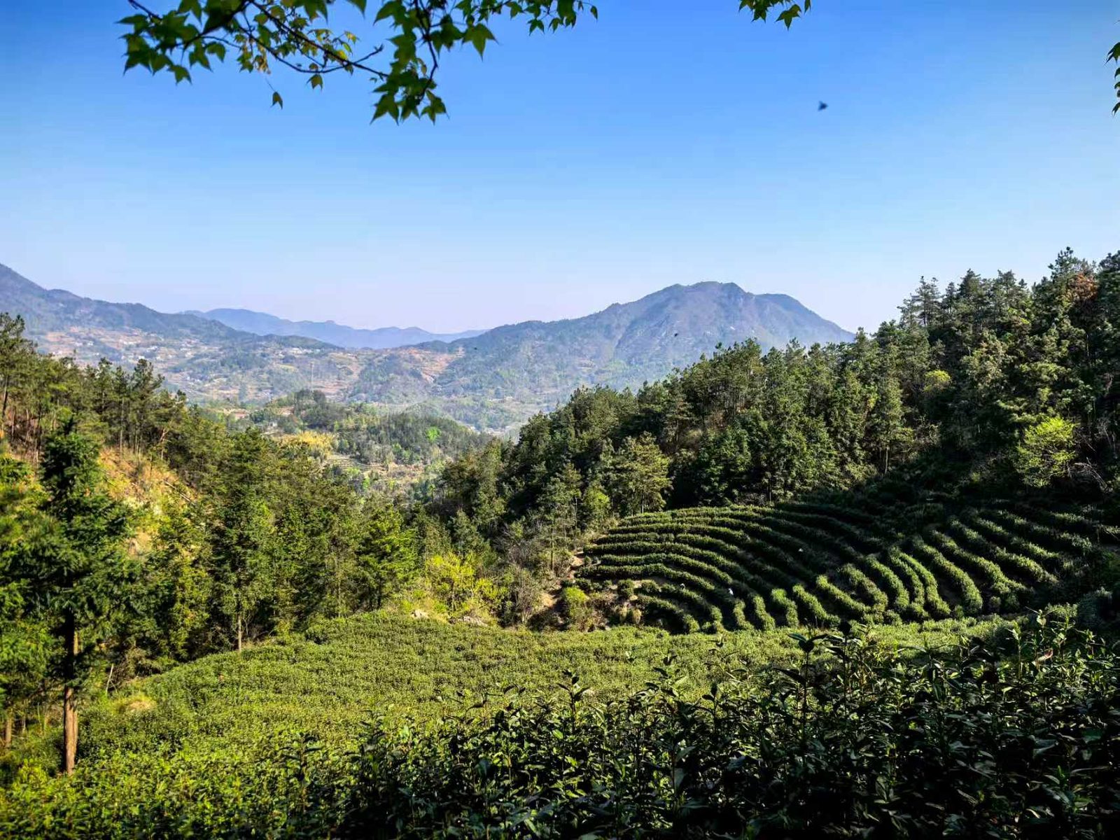唐湾镇蒋潭村大庙茶园现场图片