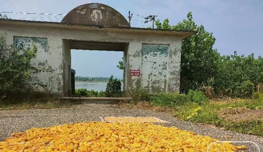 华阳镇老码头片区现场图片