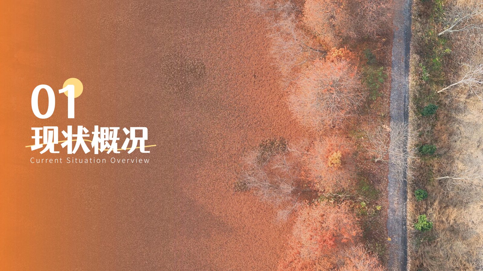 华阳镇幸福河红杉林片区现场图片
