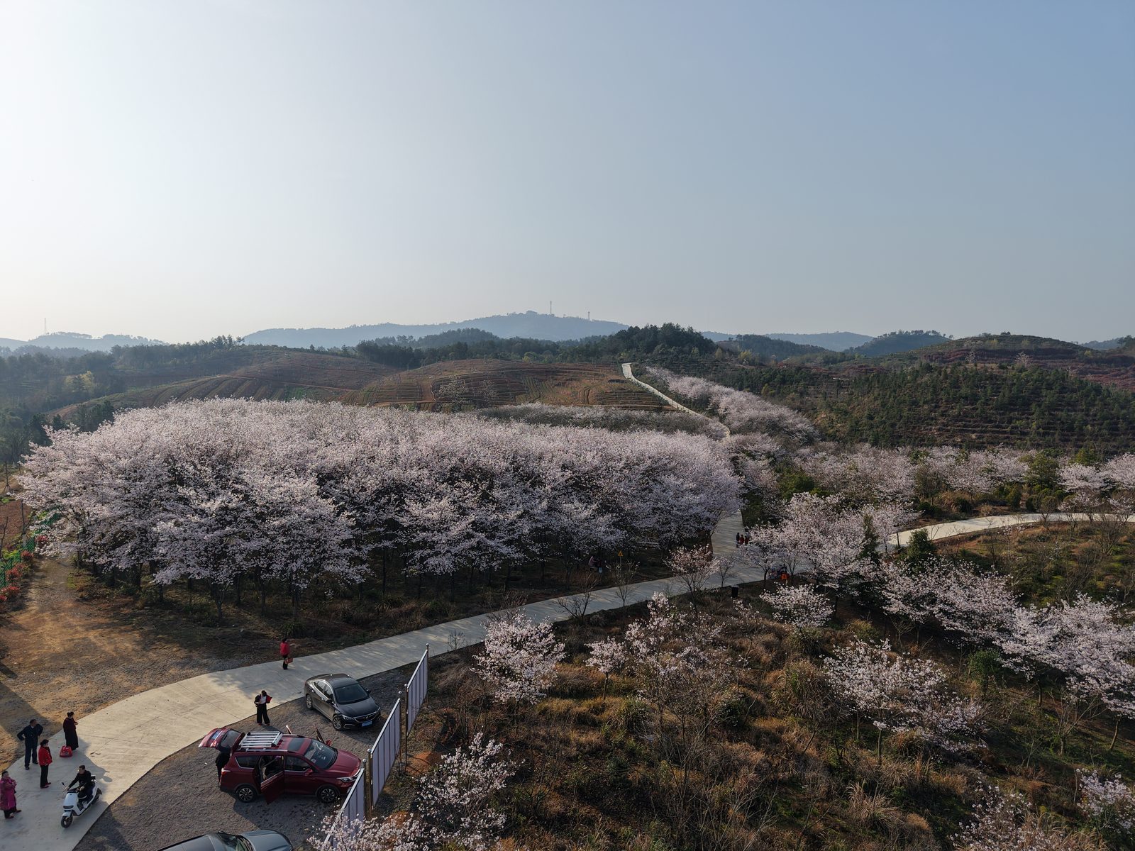 樱花园现场图片