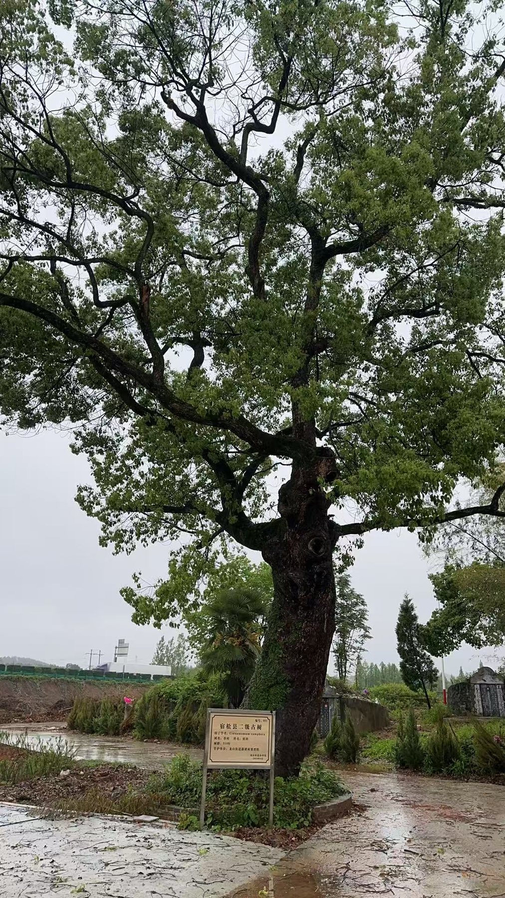 古树现场图片