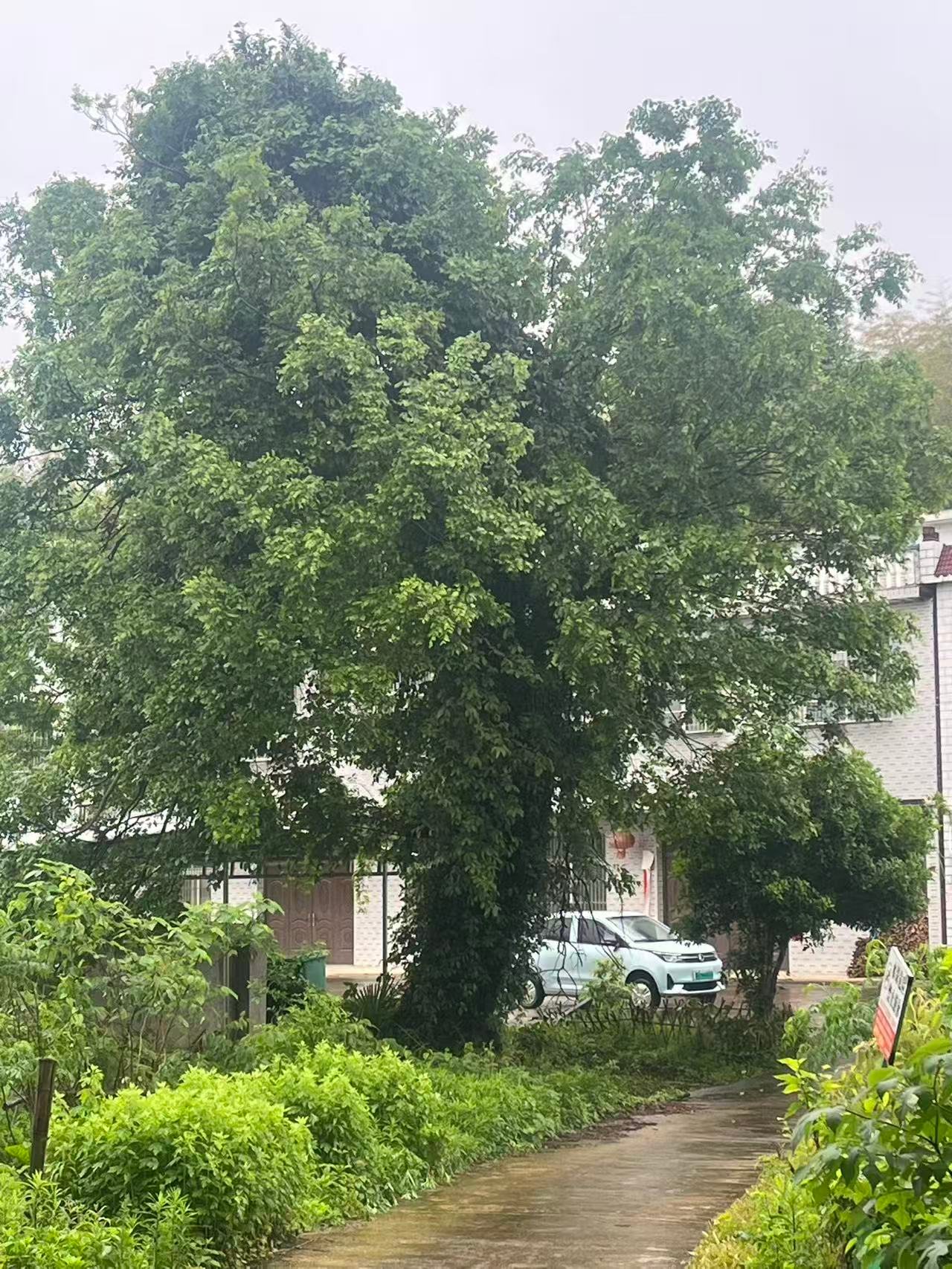 古树（朴树）现场图片