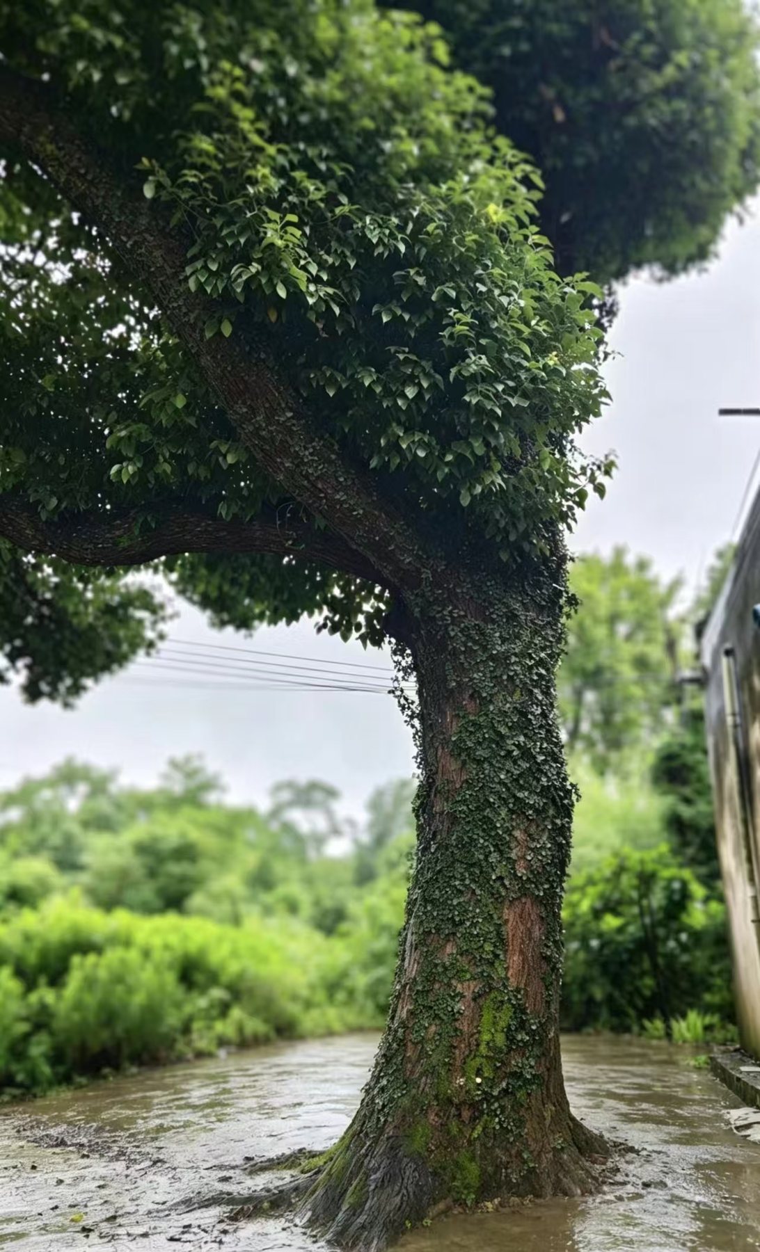 古树（樟树）现场图片