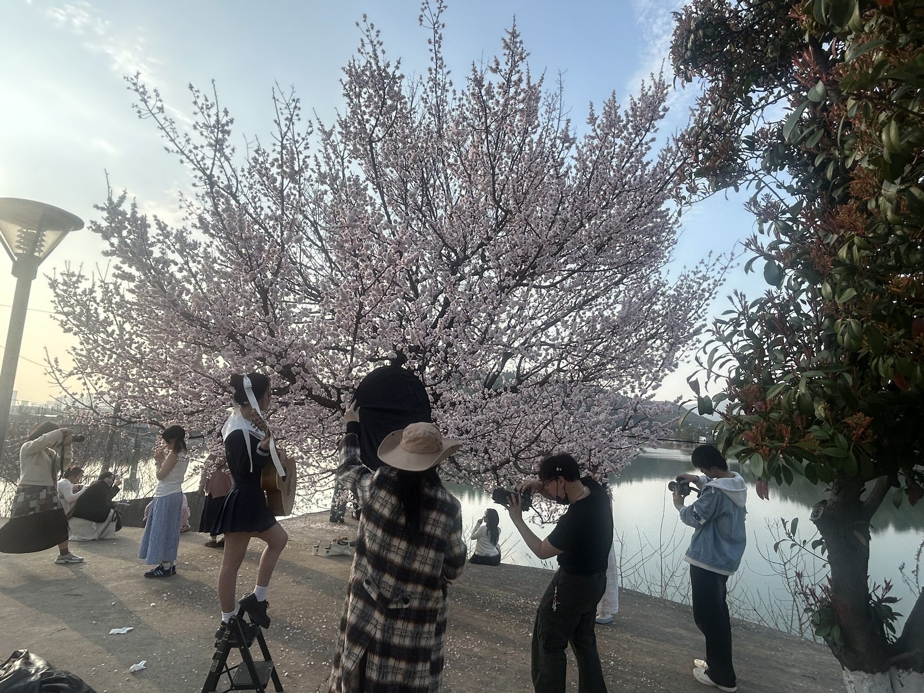 杏花树图4