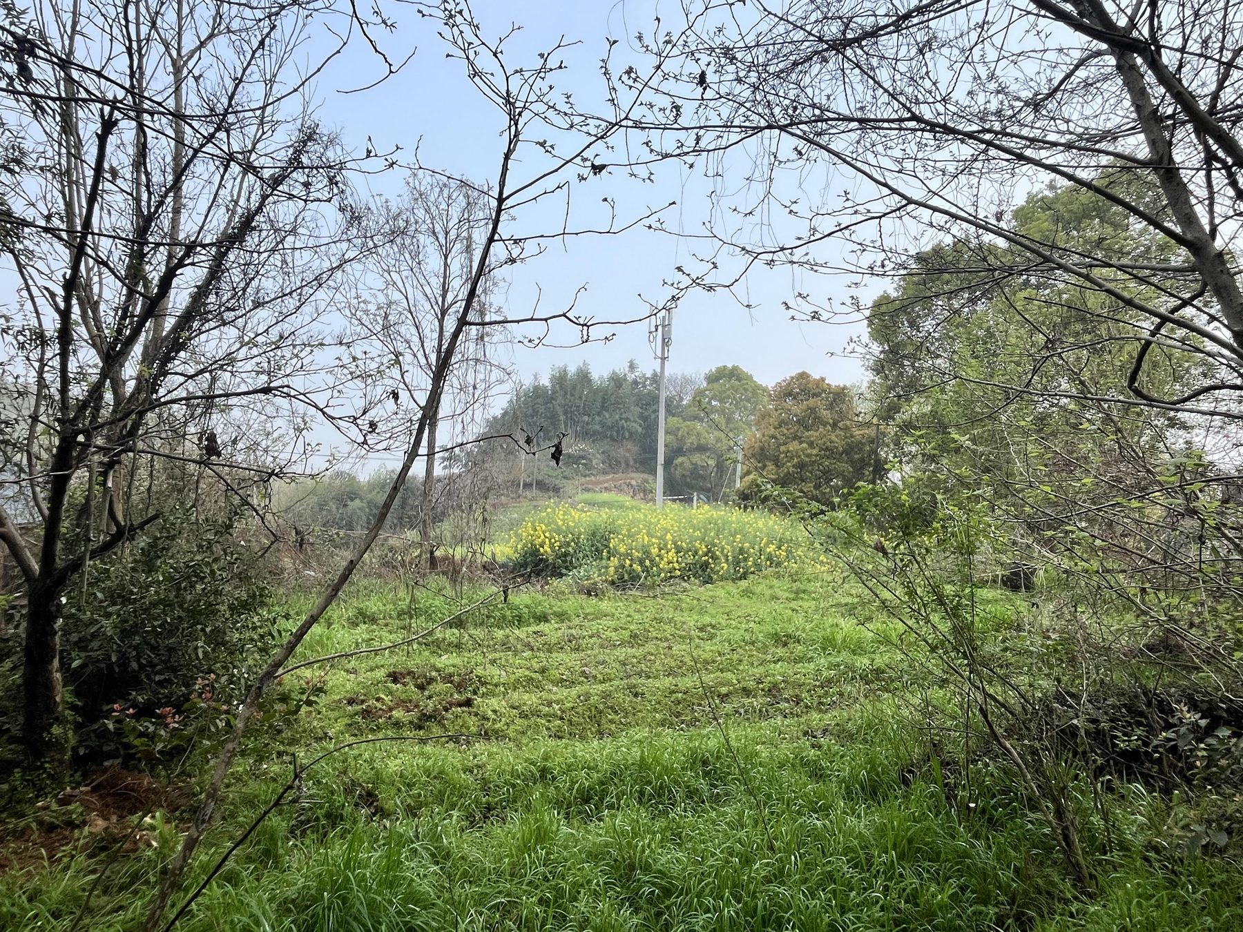 狮岭学校图3