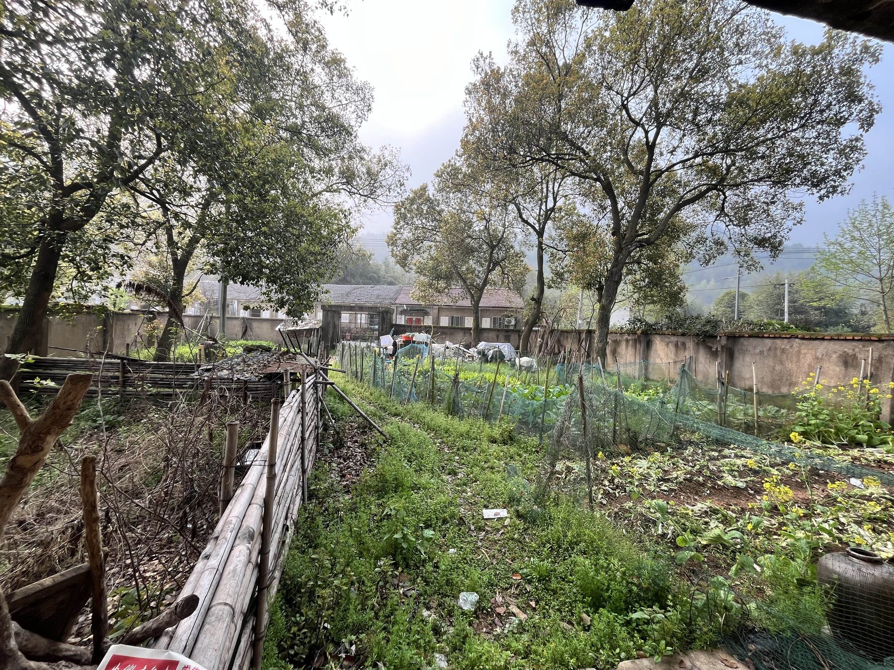 狮岭学校图4