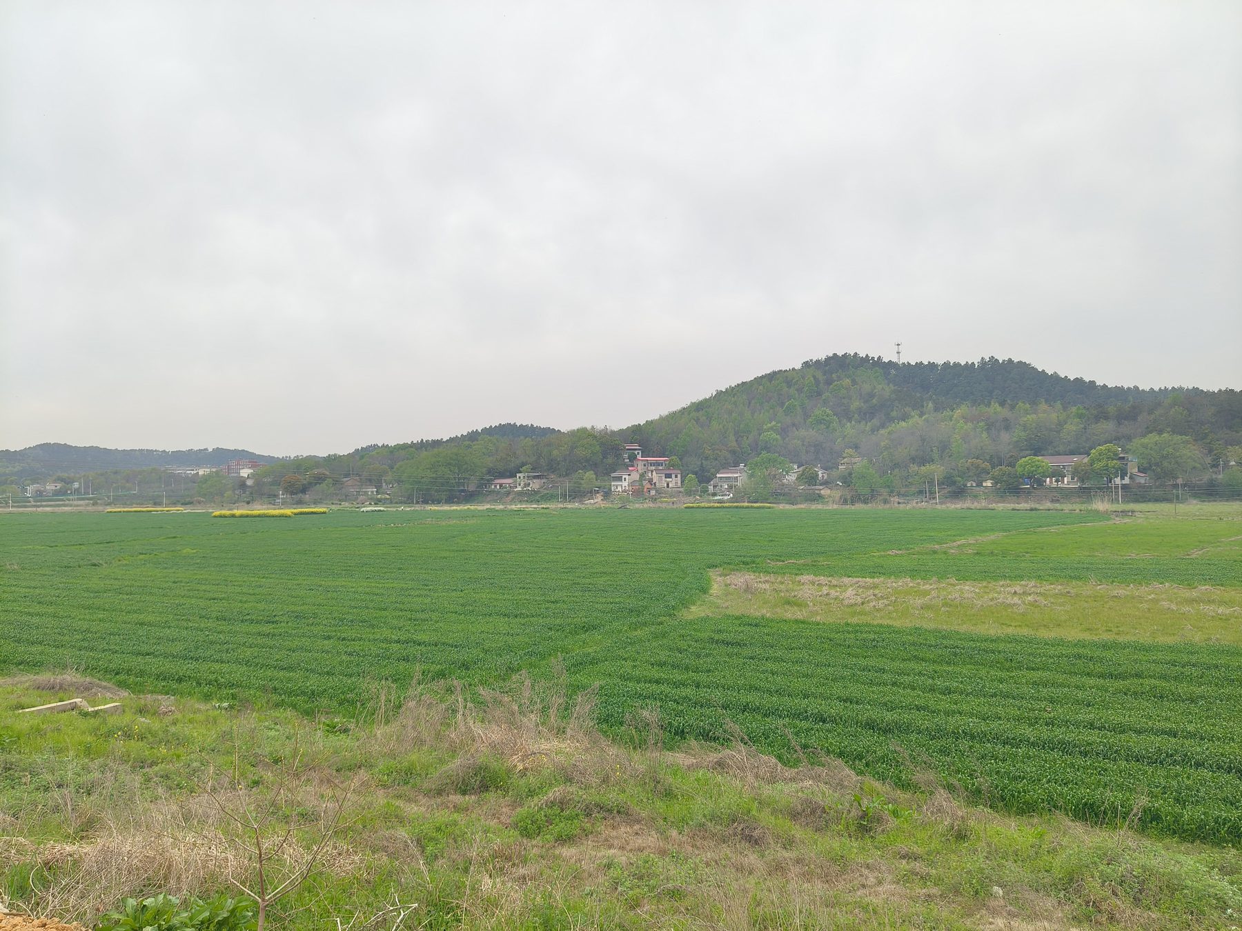 东方圩稻田文旅综合体图4