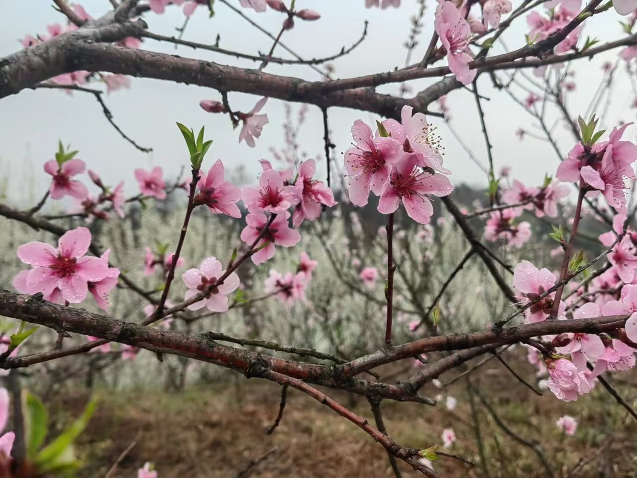 安庆戈雨庄园图3
