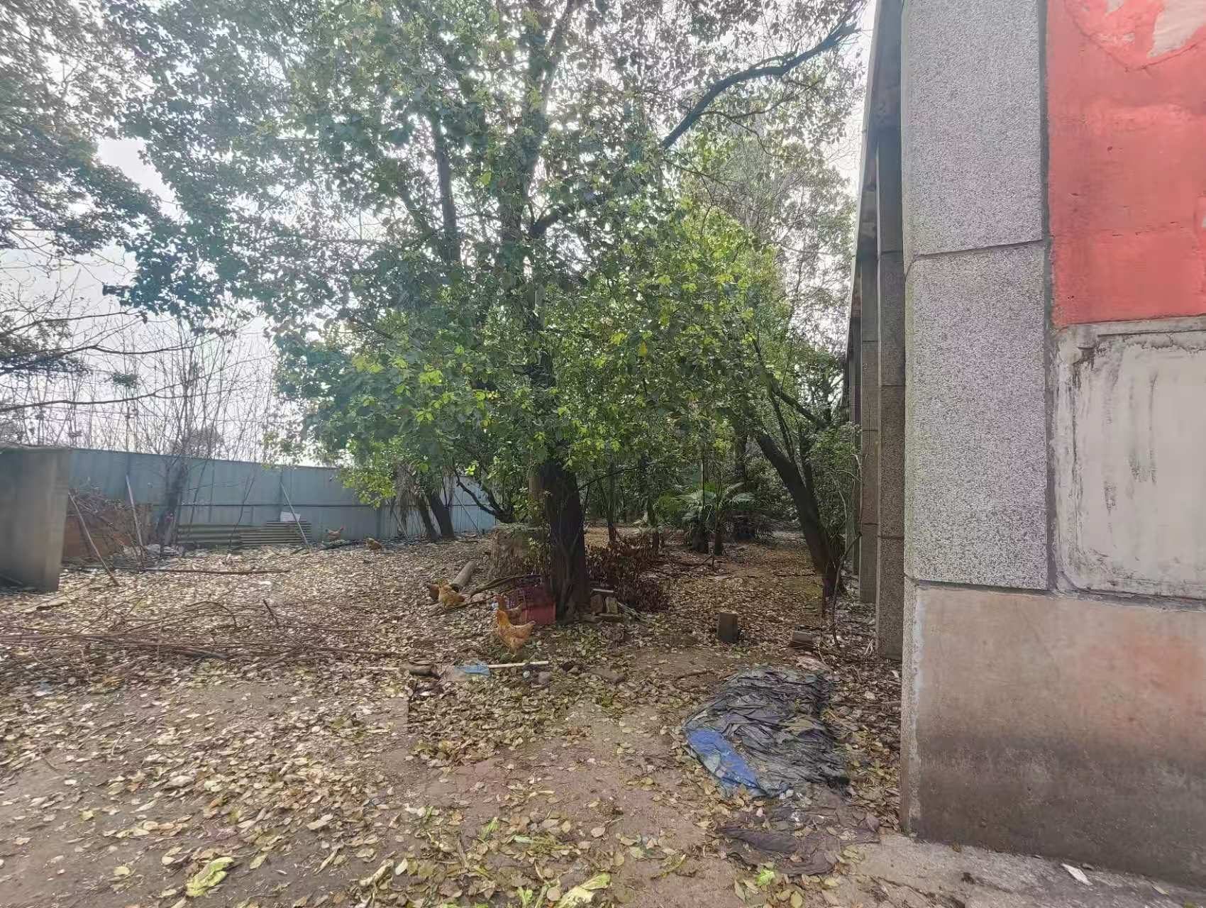 原安庆市园艺场果酒罐头加工厂车间及配套房屋图8