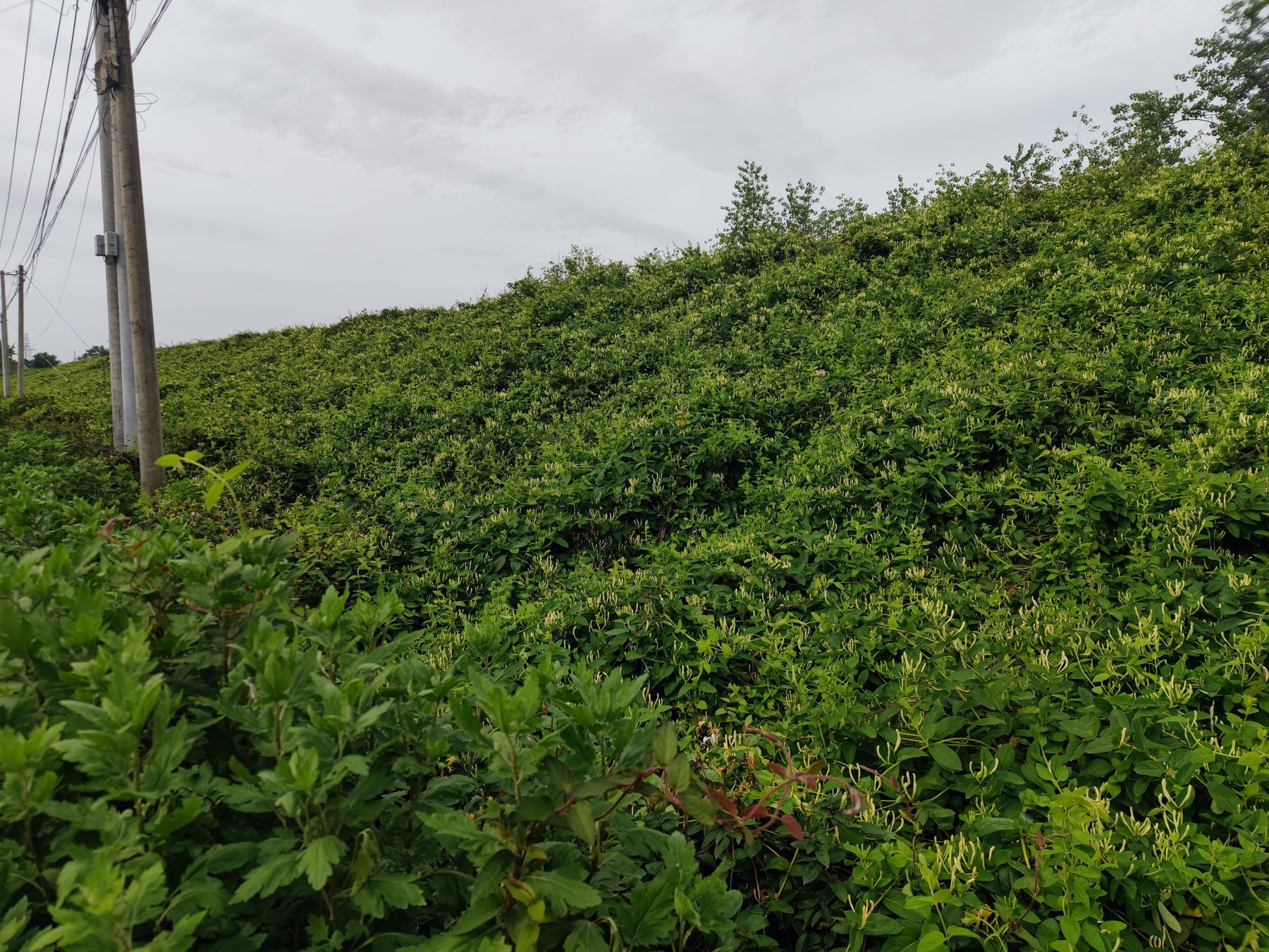 金银花基地