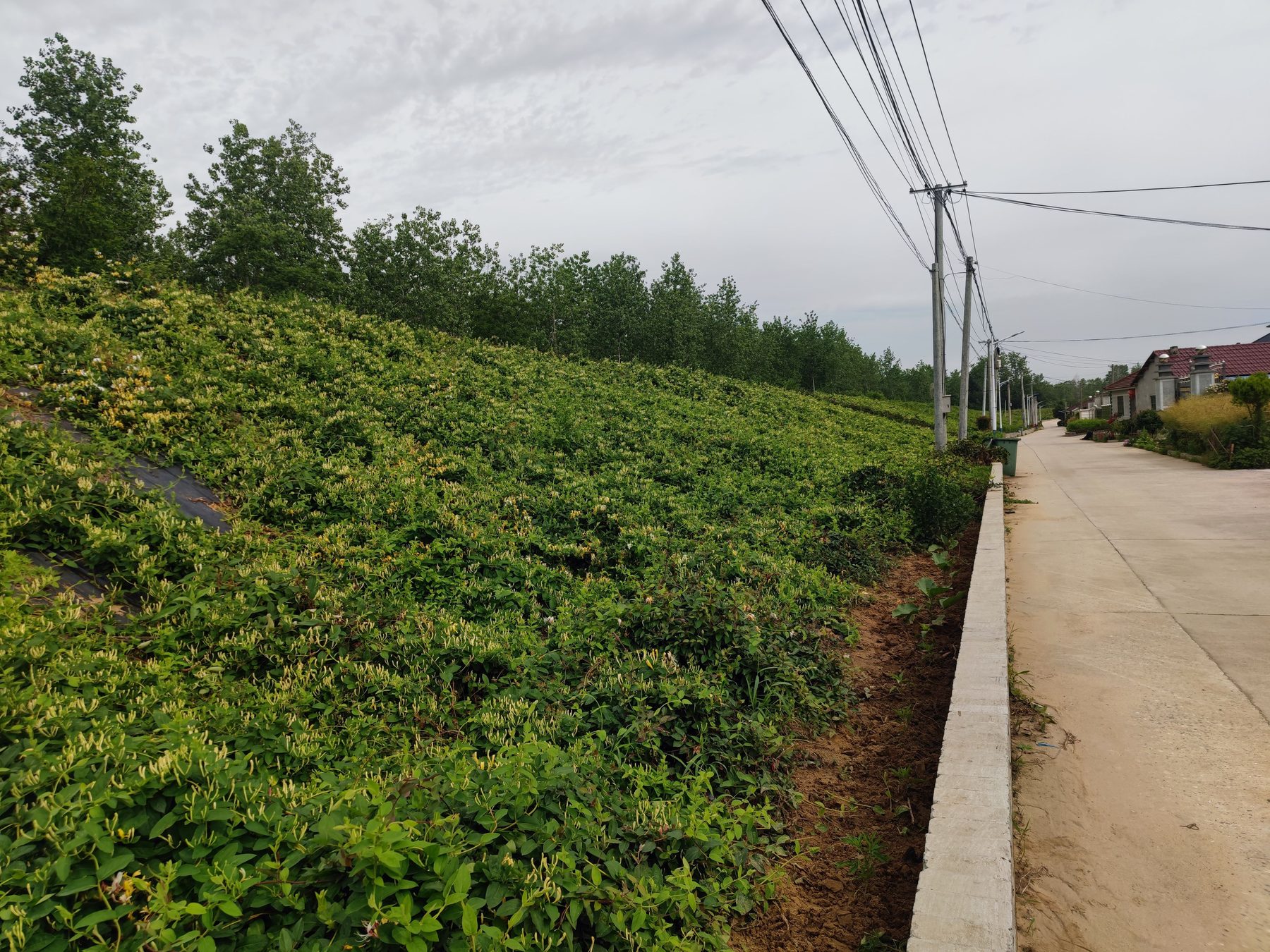 金银花基地图2