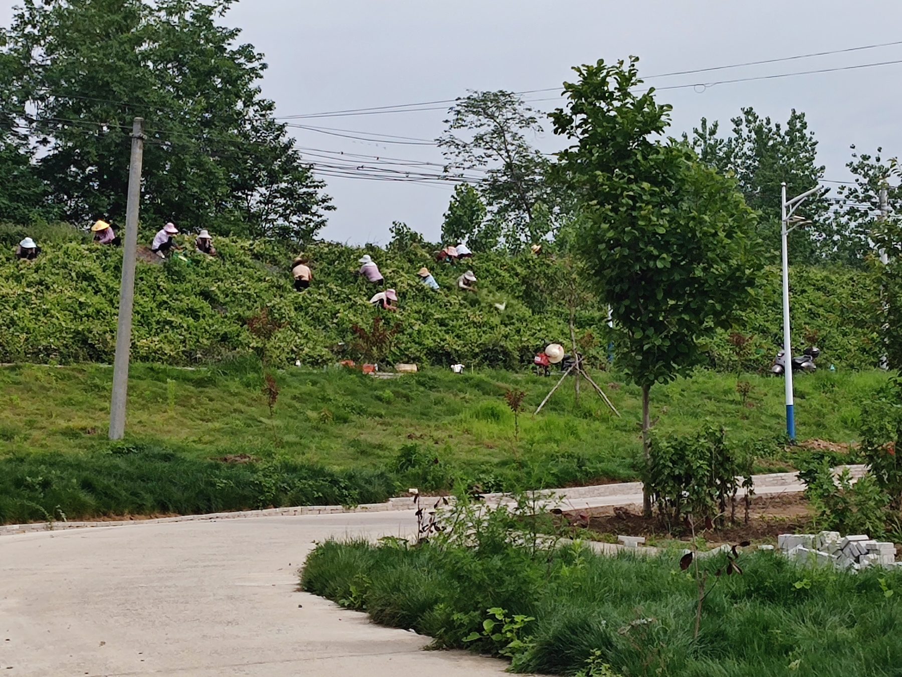 金银花基地图3