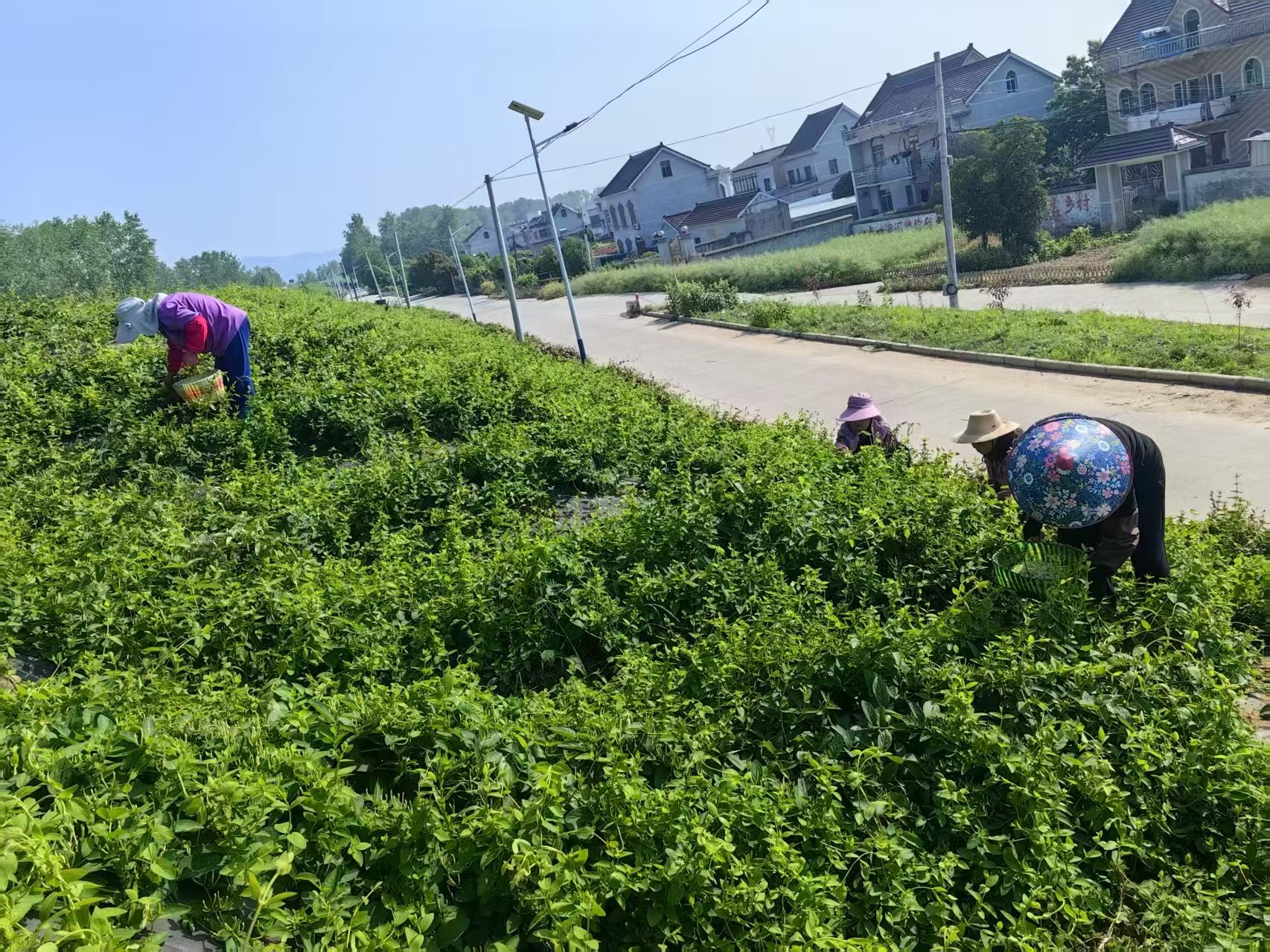 金银花基地图5