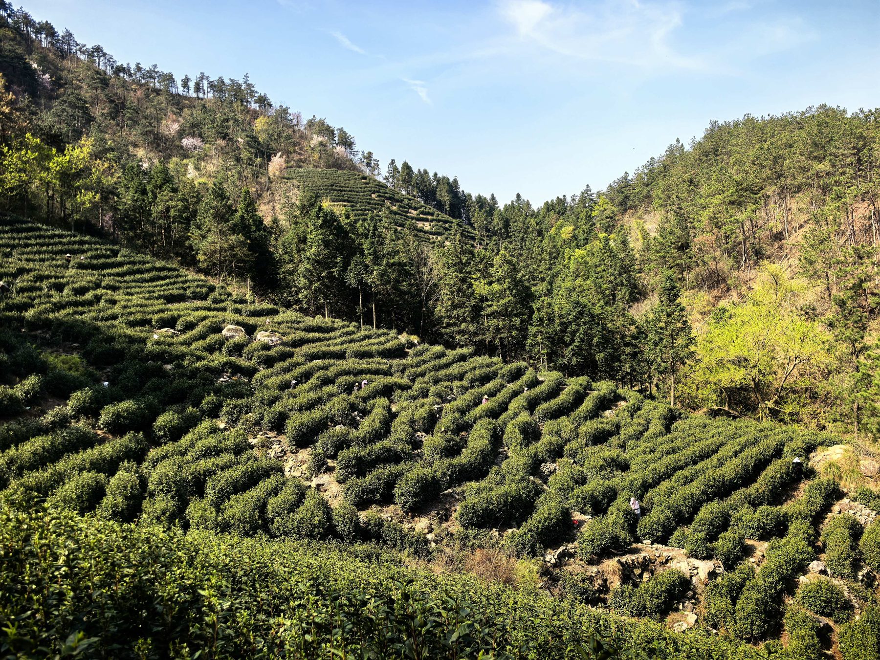 唐湾镇蒋潭村大庙茶园图2