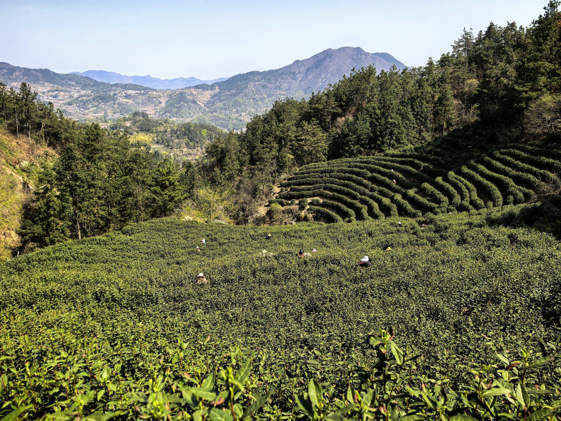 唐湾镇蒋潭村大庙茶园图3