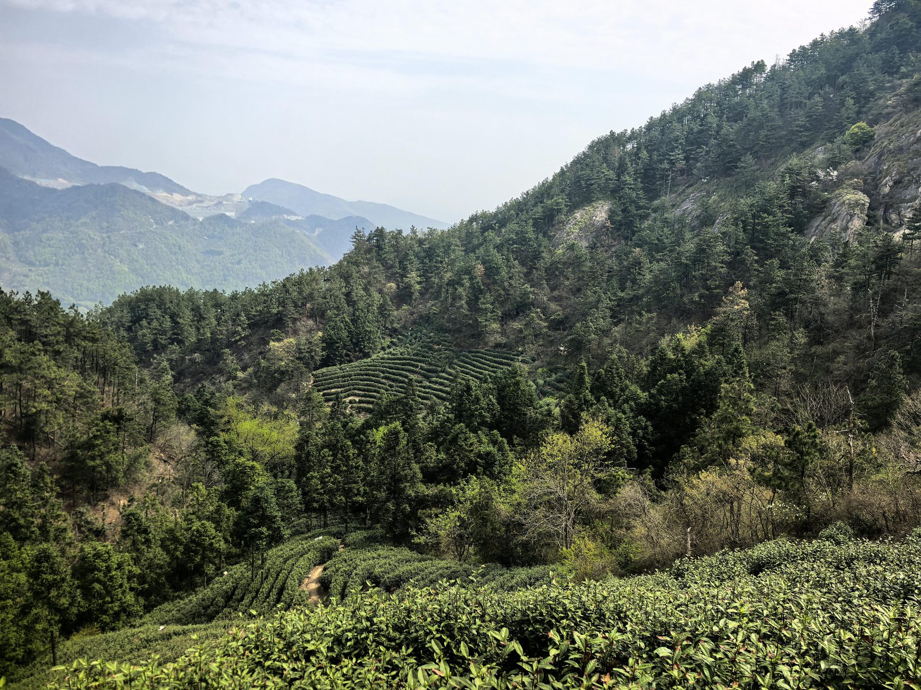 唐湾镇蒋潭村大庙茶园图5
