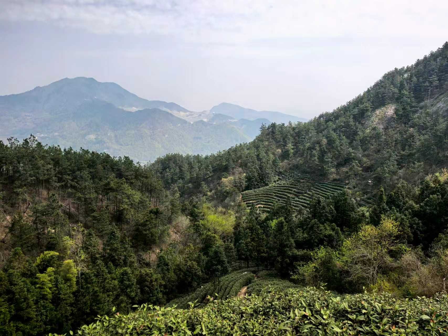 唐湾镇蒋潭村大庙茶园图6
