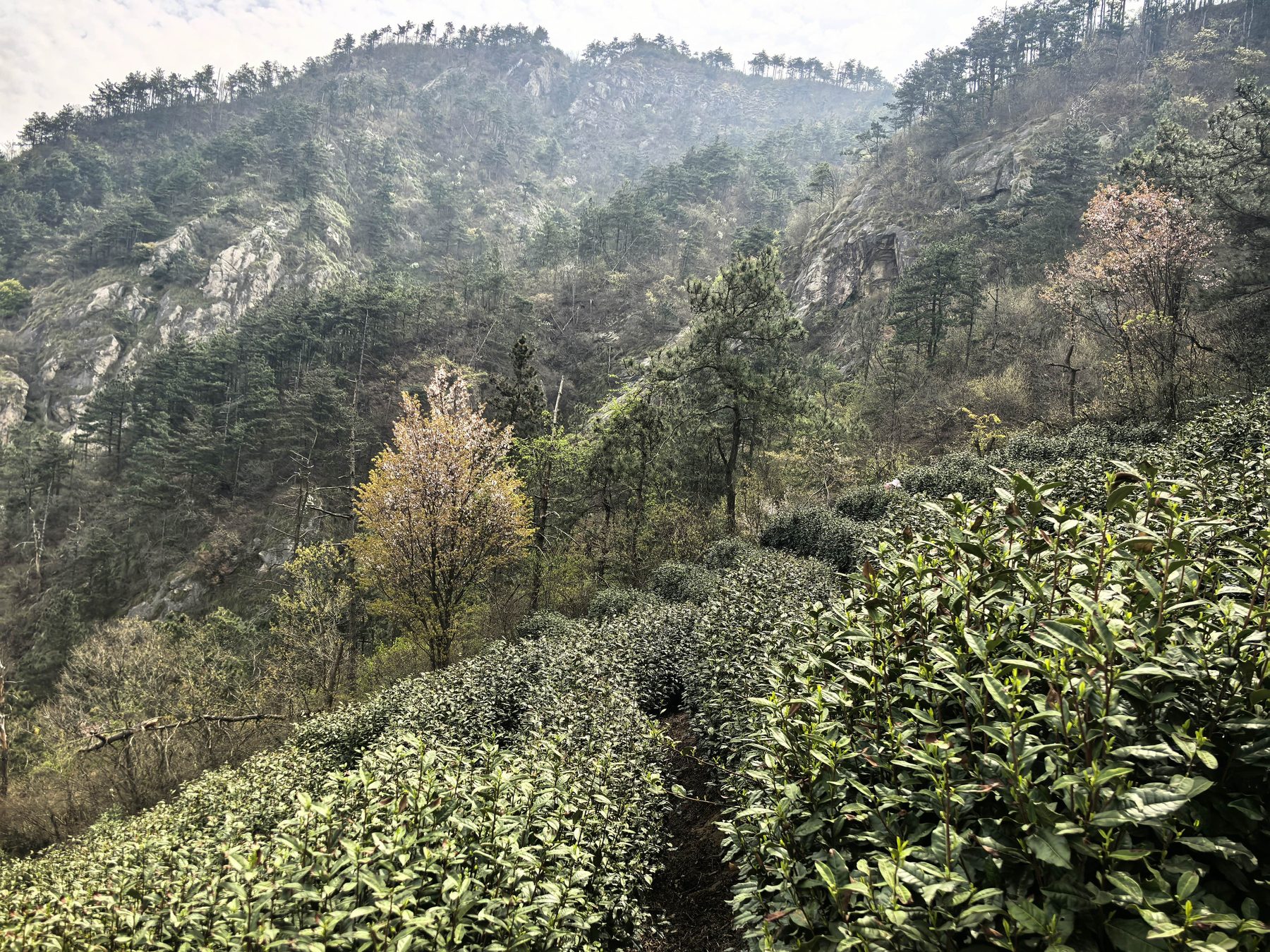唐湾镇蒋潭村大庙茶园图7