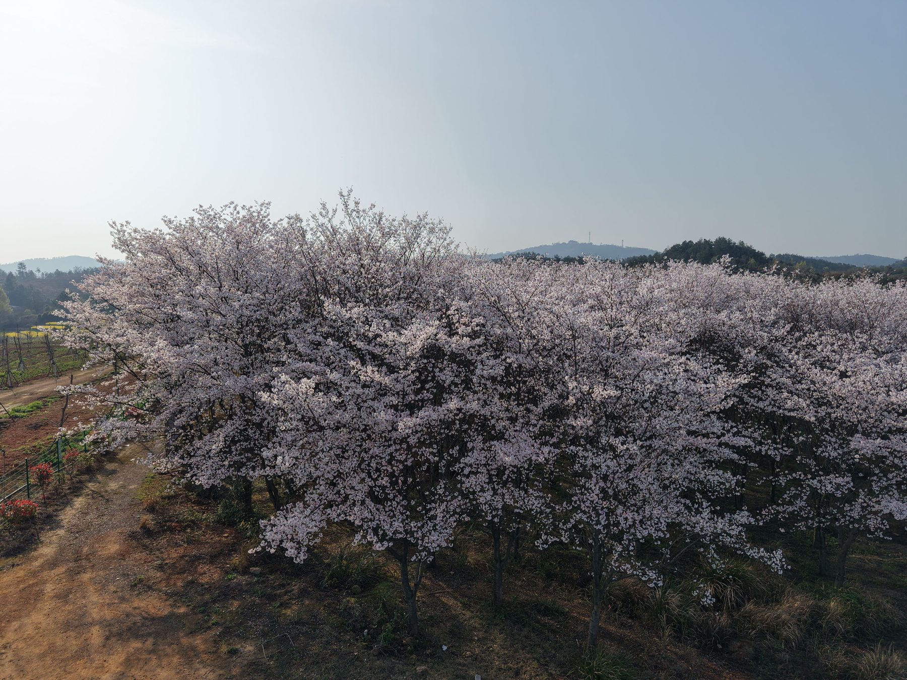 樱花园图2