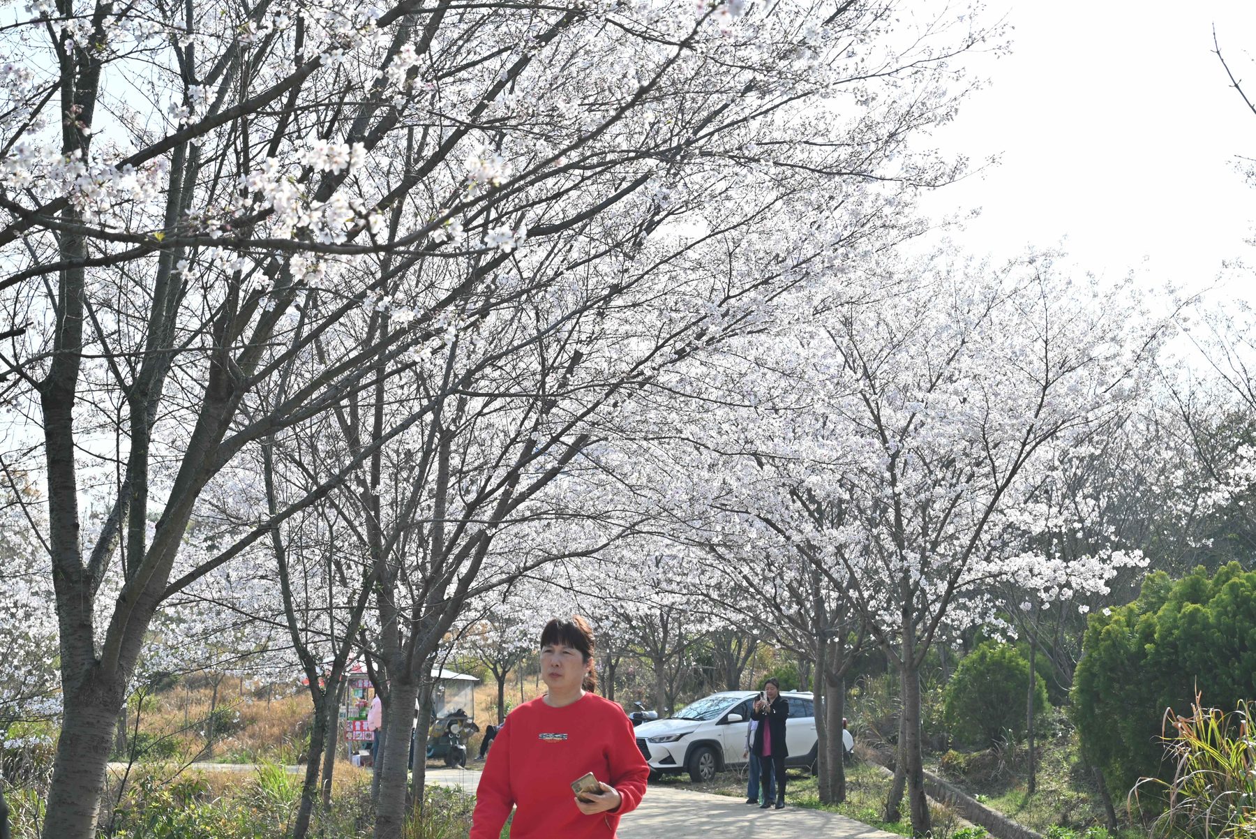 樱花园图10